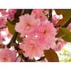 Kwanzan Cherry Blossom Tree - Beautiful, large, bright pink globes of –  Online Orchards