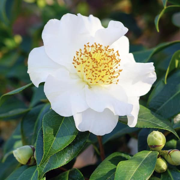 national PLANT NETWORK 1 gal. Camellia Sasanqua Northern Exposure