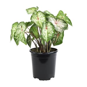Multi-Color Caladium Strap Leaf (Pink, White and Green) Outdoor Garden Annual Plant in 2.5 qt. Grower Pot