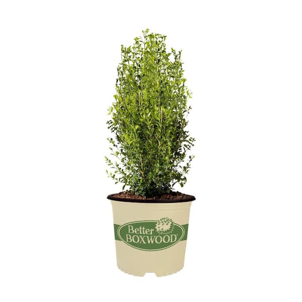 Unbranded 2.5 qt. Heritage Boxwood, Evergreen Shrub With Glossy Green Foliage