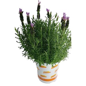 1 gal. Purple Lavender Perennial Plant