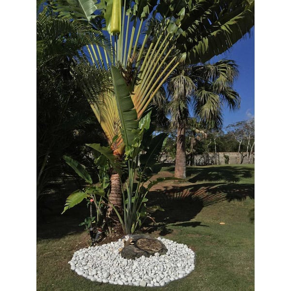 Rain Forest 0.25-cu ft 20-lb White Egg Rock in the Landscaping