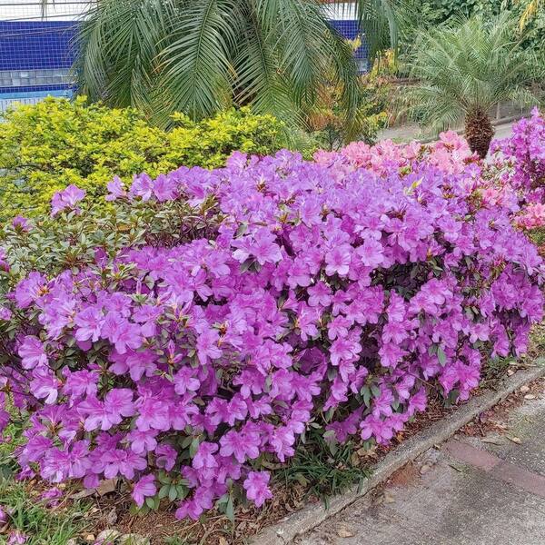 national PLANT NETWORK 1 Gal. Azalea Poukhanense Compacta