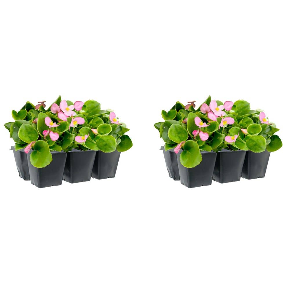 6-PK Begonia Annual Plant with Pink Flowers-2-Pack