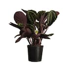 Calathea Medallion Live Plant 26 in. - 30 in. Tall in 9.25 in. Grower Pot