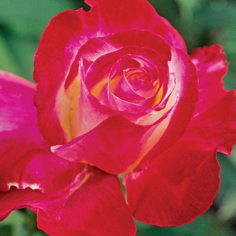 ALTMAN PLANTS #3 Dick Clark Patent Rose Plant with Red Flowers