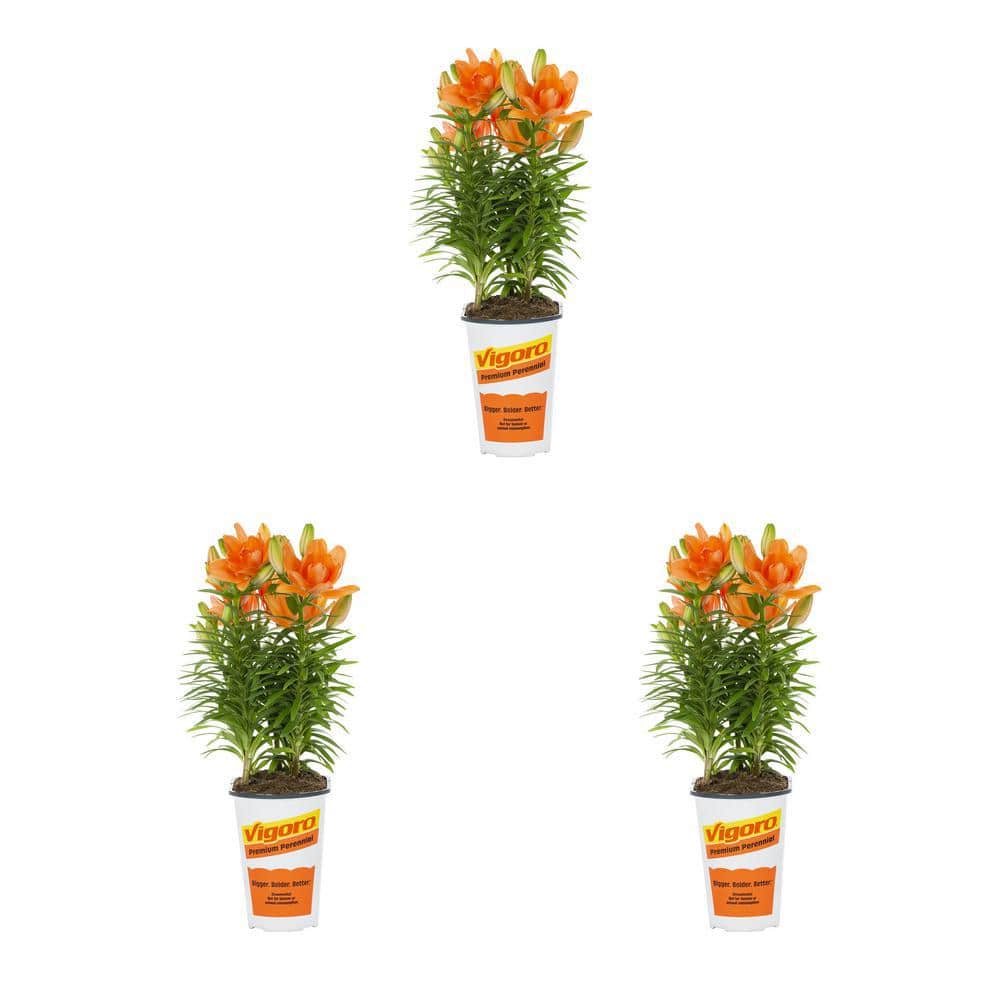 Vigoro 2 qt. Asiatic Lily Tiny Double Dutch Orange Perennial Plant (3-Pack)  78592 - The Home Depot