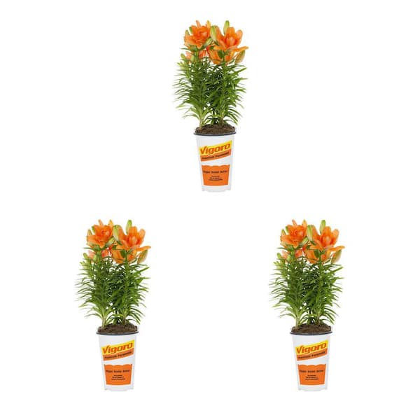 Vigoro 2 qt. Asiatic Lily Tiny Double Dutch Orange Perennial Plant (3-Pack)