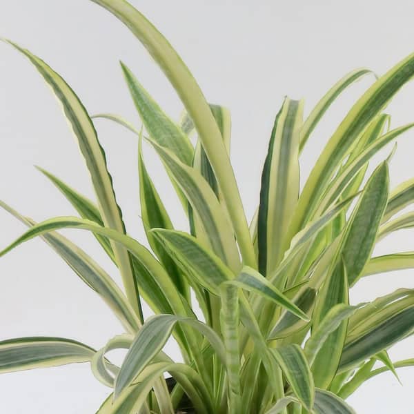 10 in. Lauren Snake Plant