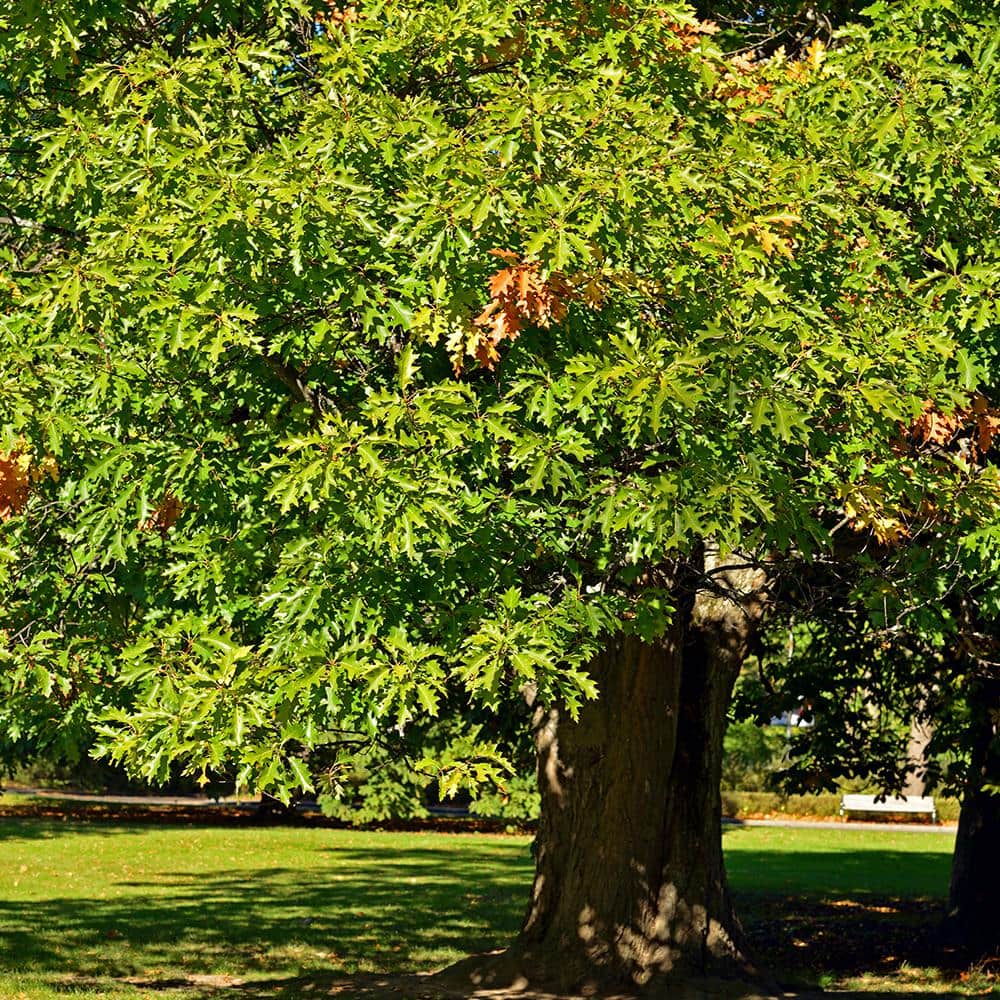 5 Gal. Northern Red Oak Deciduous Shade Tree with Green Foliage