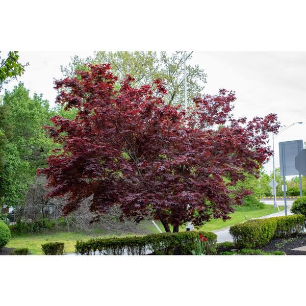 BELL NURSERY 7 Gal. Bloodgood Japanese Maple Live Shrub Tree with Attractive Red Foliage (1-Pack)