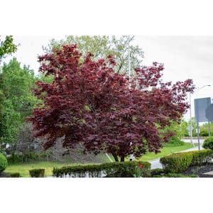 3 Gal. Bloodgood Japanese Maple Live Tree with Attractive Red Foliage (1-Pack)