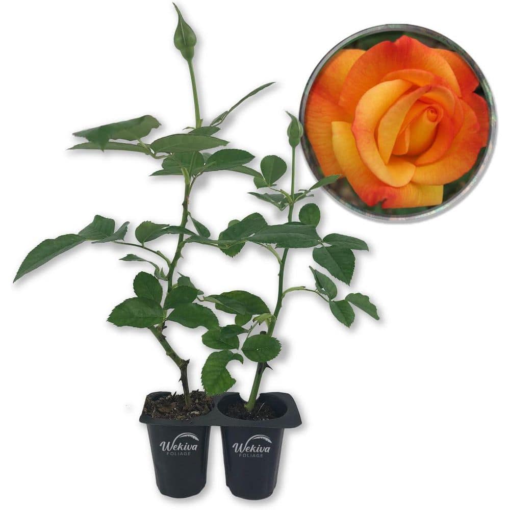 Rio Samba Rose Bush- 2-Live Starter Plants in 2 in. Pots-Beautifully Fragrant Heirloom Rose from Florida price history on PriceWatchPro