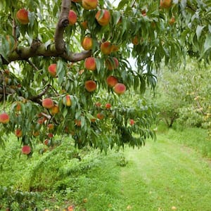 7 Gal. Sentinel Peach Tree