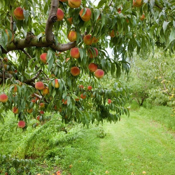 Unbranded 7 Gal. Sentinel Peach Tree