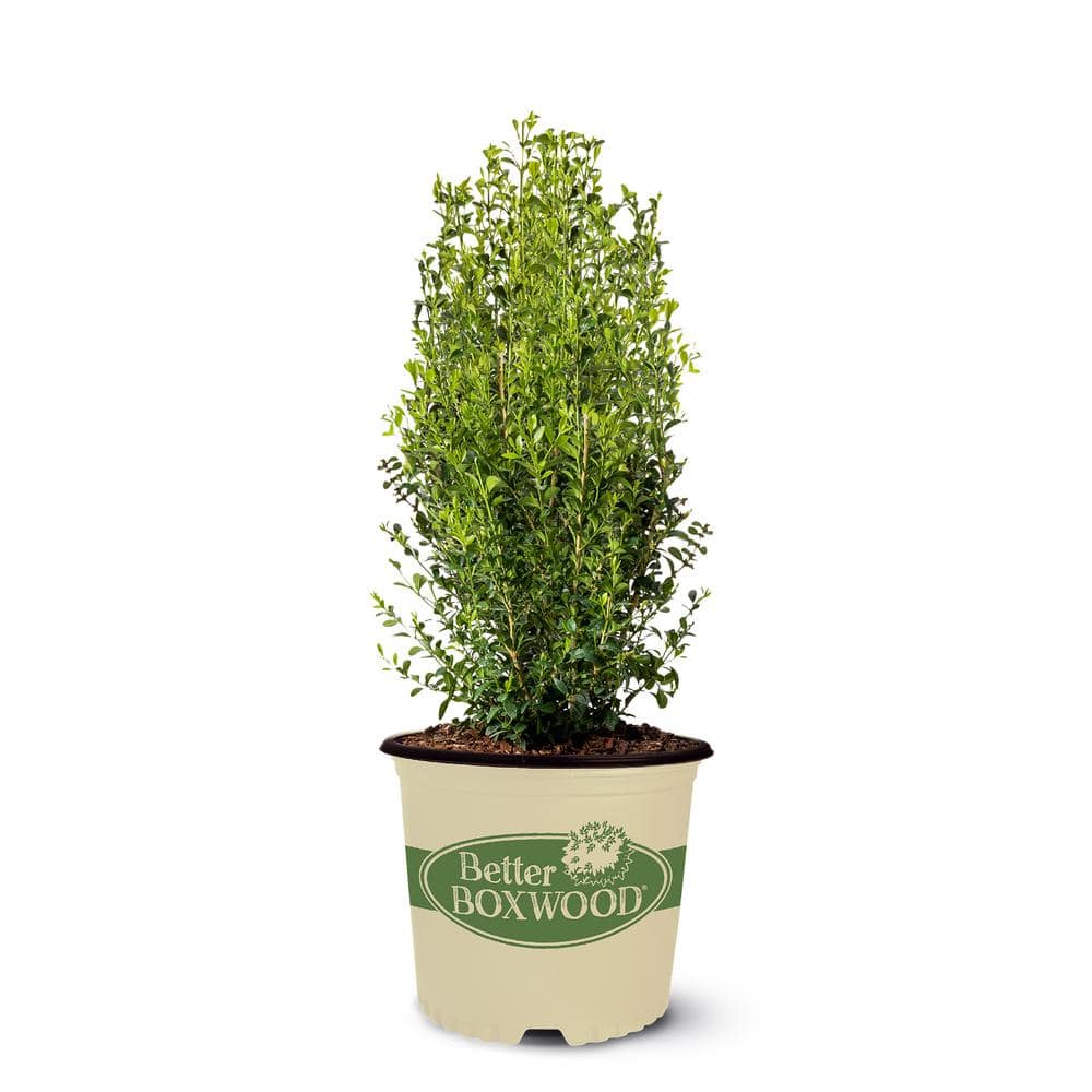 BETTER BOXWOOD 2 Gal. Heritage Boxwood Shrub 18193 - The Home Depot