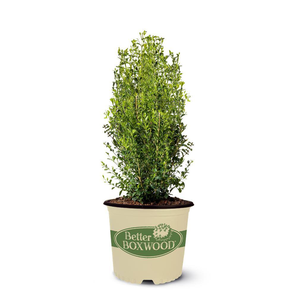 Reviews for BETTER BOXWOOD 2 Gal. Heritage Boxwood Shrub | Pg 1 - The ...