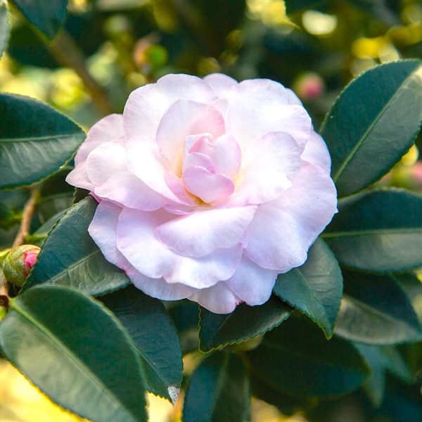 SOUTHERN LIVING 2.5 Qt. October Magic Dawn Camellia(sasanqua