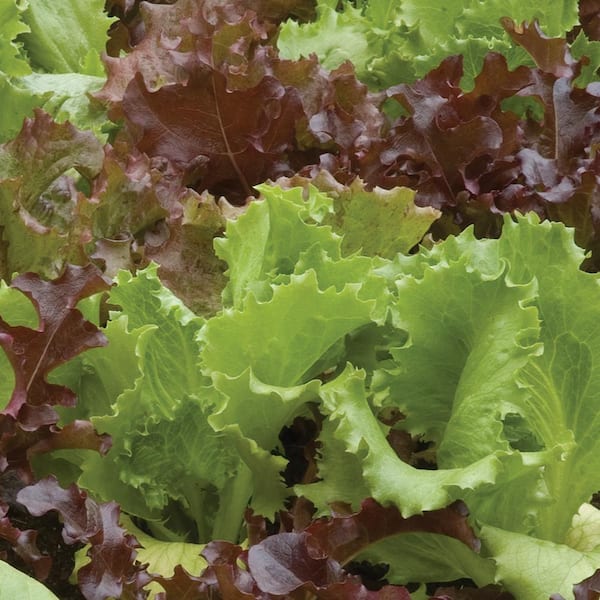 Burpee 1.0 Gal. Lettuce lactuca 'Salad Bowl Mix' Vegetable Plant with No Flowers - (1-Pack)