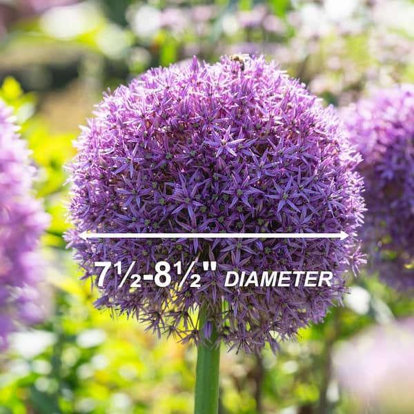 allium ☆ Millenium - Ornamental Onion - Allium hybrid | Proven Winners