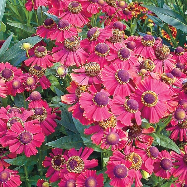 Spring Hill Nurseries Jewel Helenium, Live Bareroot Perennial Plant in Red Flowers (3-Pack)