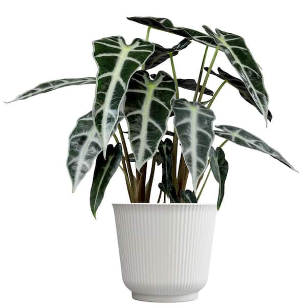 ALTMAN PLANTS Alocasia Amazonica Bambino, 6 in. White Decorative Pot, Easy Elephant Ear Plant, Unique Live Indoor House Plant Gift