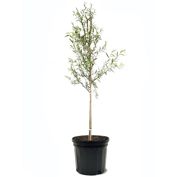 Unbranded Weeping Willow Deciduous Shade Tree