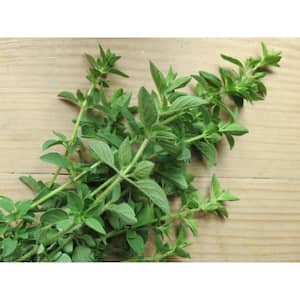 1.5 Qt. Herb Plant Greek Oregano in 6 In. Deco Pot (2-Plants)