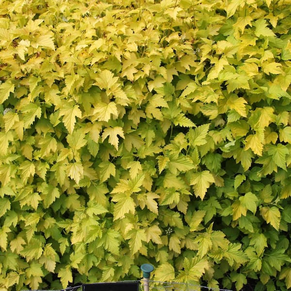 Spring Hill Nurseries 2.50 qt. Pot, Golden Ninebark Shrub, Live Potted Deciduous Flowering Plant (1-Pack)