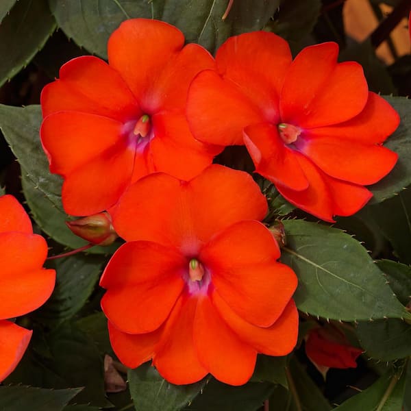 national PLANT NETWORK 4 in. SunPaitens Compact Electric Orange Plant with Orange Flowers (3-Pack)