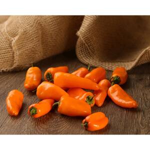 4.25 in. Eco+Grande Sweet Petite Orange Pepper (Capsicum annuum) Live Vegetable Plant (4-Pack)