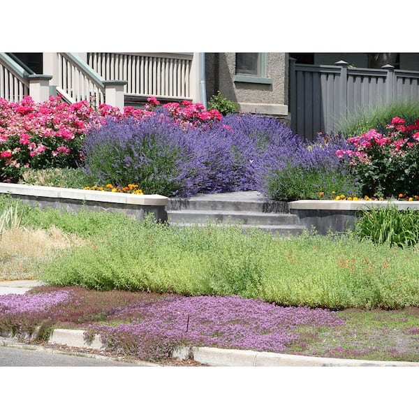 1 Gal. Pink Chintz Creeping Thyme (Thymus Serpyllum) Live Flowering Full Sun Perennial Groundcover Plant