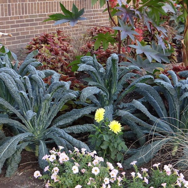 Bonnie Plants 6PK Kale - Lacinato