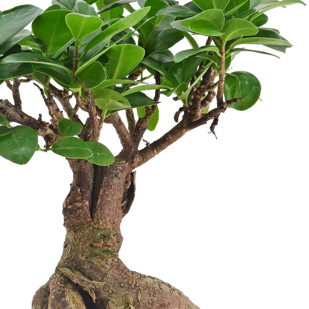 Small Ginseng Ficus Bonsai in Gray Ceramic Planter