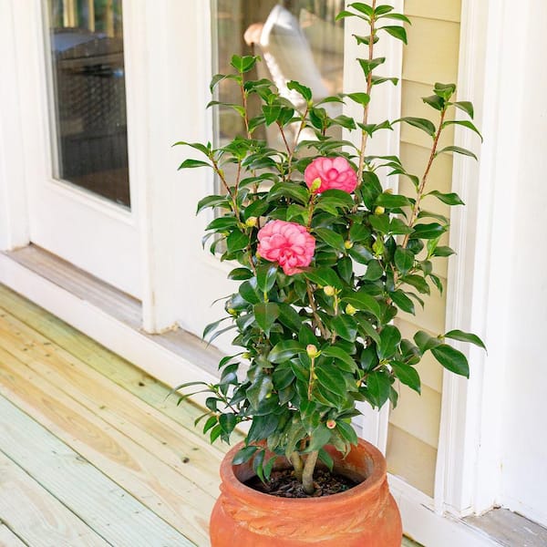 SOUTHERN LIVING 1 Gal. Early Wonder Camellia Shrub 19643 - The