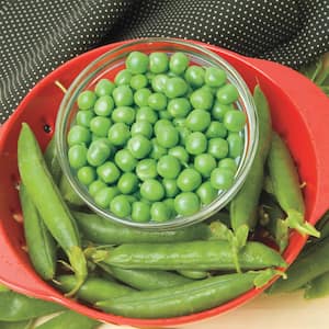 Shell Pea Mira Green (0.50 lb. Seed Packet)
