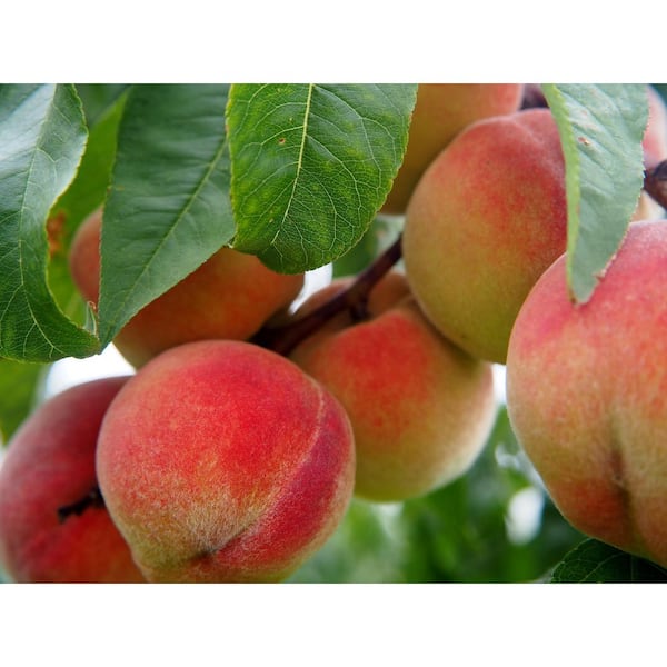 Online Orchards Semi Dwarf Veteran Peach Tree - 3 ft.