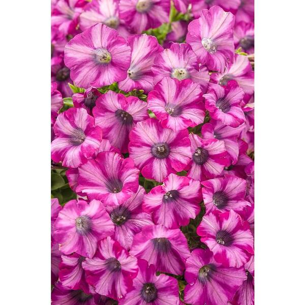 PROVEN WINNERS Supertunia Rose Blast Charm (Petunia) Live Plant, Light Pink and Bright Pink Striped Flowers, 4.25 in. Grande