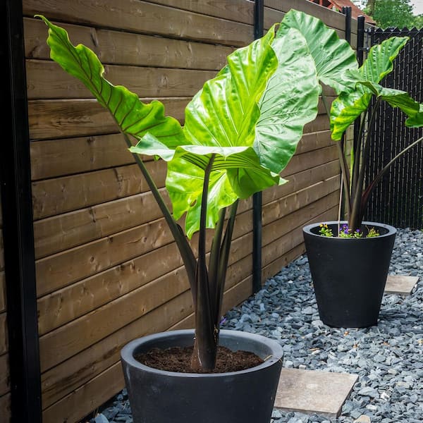 Garden State Bulb 7/9 in. Colocasia Upright Black Elephant Ear Bulbs (Bag  of 3) ECS-220-03-03 - The Home Depot