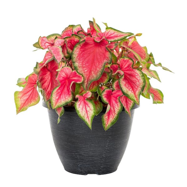 Vigoro 2 Gal. Caladium Angel Wings Red in Decorative Planter Annual Plant (1-Pack)