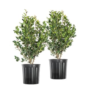 3 Gal. Yuletide Camellia Flowering Shrub - Beautiful Red Blooms (2-Pack)