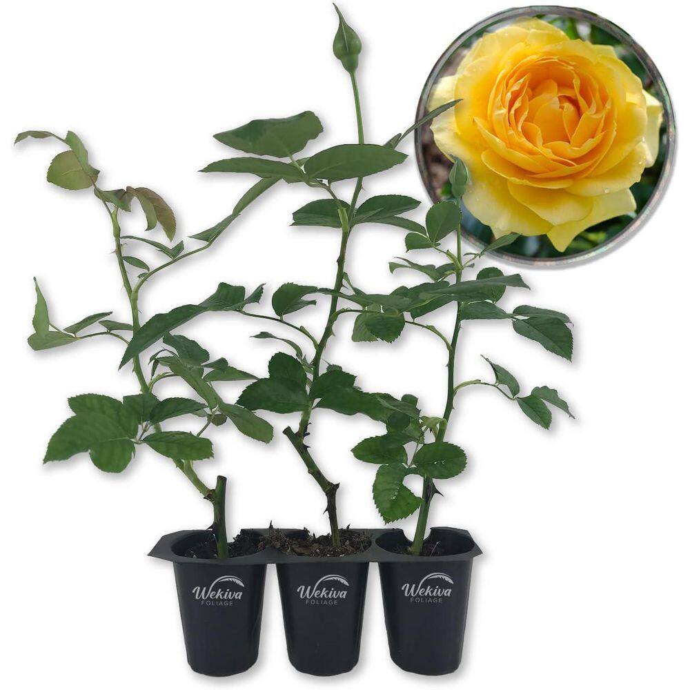 Julia Child Rose Bush 3-Live Starter Plants in 2 in. Pots-Beautifully Fragrant Roses from Florida price history on PriceWatchPro