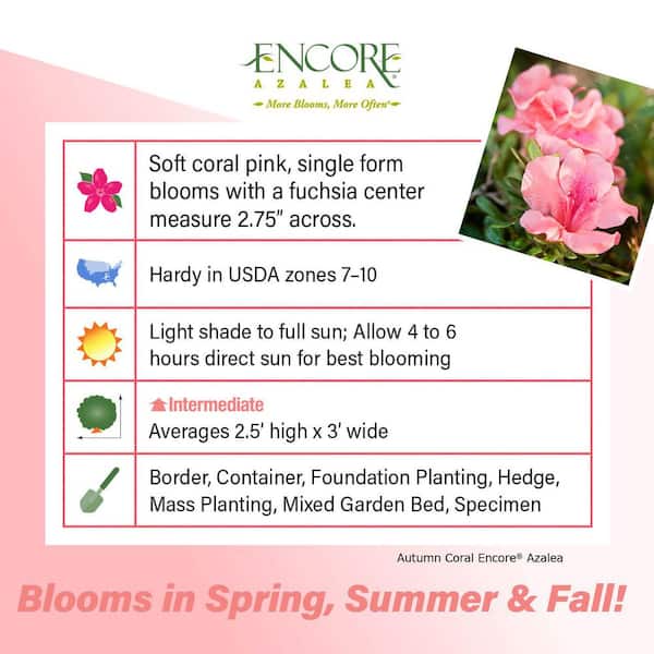 2 Gal. Autumn Coral Shrub with Bicolor Pink Reblooming Flowers