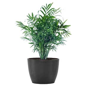Neanthebella Palm Chamaedorea Elegans Live Plant in 6 inch Premium Sustainable Ecopots Dark Grey Pot