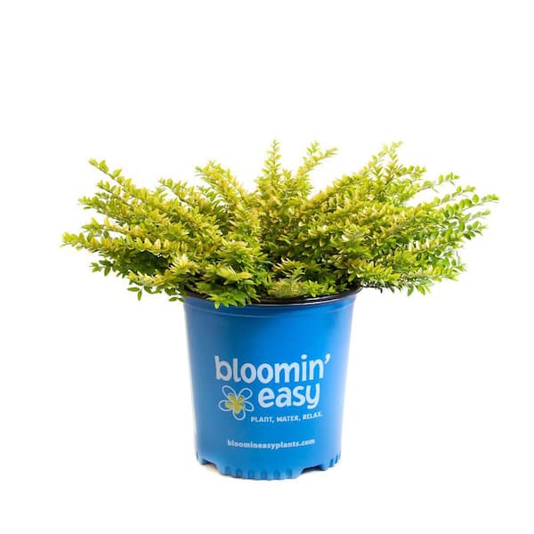 BLOOMIN' EASY 2 Gal. Thunderbolt Box Honeysuckle (Lonicera) Live Shrub