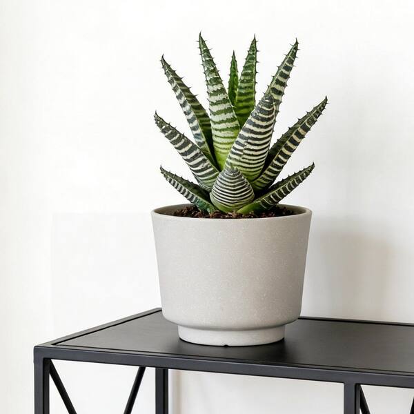 Vigoro Candace Sand Recycled Plastic Round Pedestal Planter with Drainage Holes (8 in. L x 8 in. W x 7 in. H) (2-Pack)
