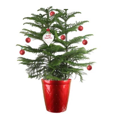 Christmas Plants - Indoor Christmas Decorations - The Home Depot