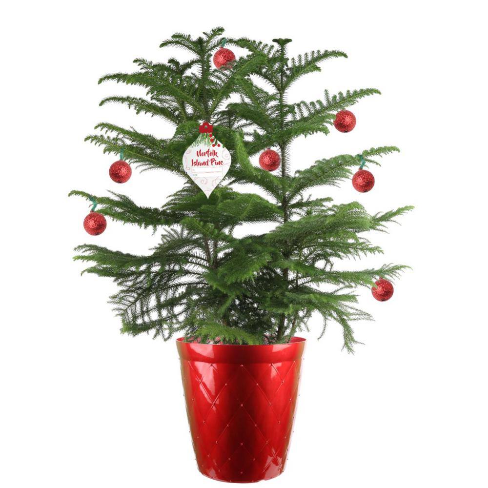 10 in. Live Holiday Decorative Pine HD10DECOPINEUP - The Home Depot