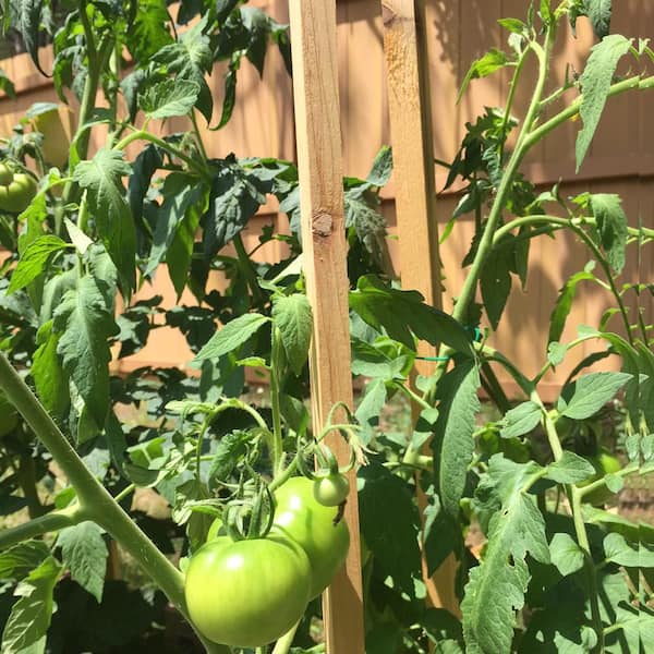 60 in. Wood Tomato Stake (12-Pack)