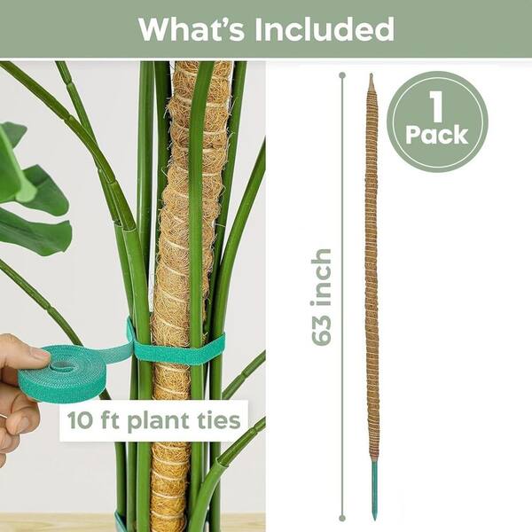 monstera monkey mask ableger Monstera Adansonii 'Monkey Mask'| Buy Rare Plants Online – Ormbunker main image 1